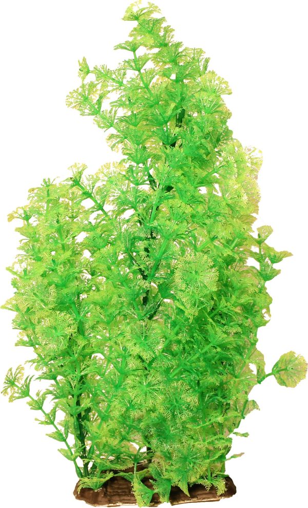 Poppy Pet - Bushy Ambuila Aquarium Plant Cheap