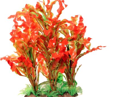 Poppy Pet - Specimen Ruffed Sword Aquarium Plant Online Hot Sale